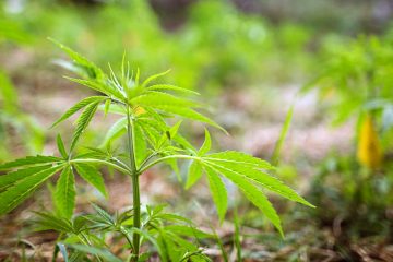 CBD hemp seedlings grow in the summer of 2016 in Vermont. by Monica Donovan for Heady Vermont