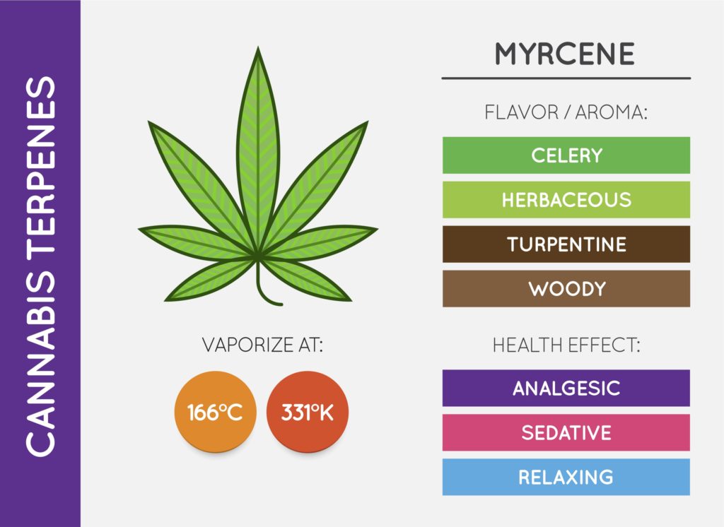 Myrcene is one of the most abundant terpenes found in cannabis strains.